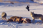 Coyotes at carcass Lamar Valley Yellowstone 
